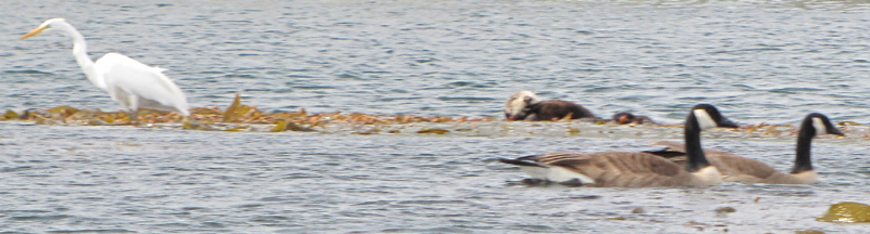 Egret otters and Canada Geese: an Egret standing on a section of kelp, with otters floating on it and Canada Geese paddling by