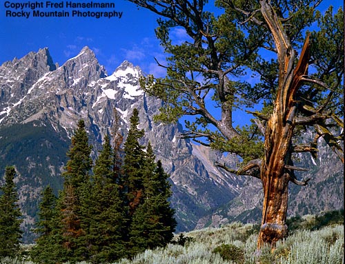 Fred Hanselmann photo Patriarch Tree and Tetons.: 