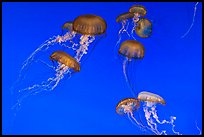 Graceful jellies, Monterey Bay Aquarium by Quang-Tuan Luong: 