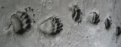 NPS photo Griz bear_tracks_in_mud: mud with bear footprints