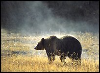 Grizzly bear and thermal steam by Quang-Tuan Luong: 