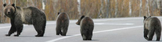 Griz and cubs cross road NPS photo Grand teton park: 