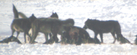 Lamar Valley early 2007 wolves and bison Mark Ellwein: 