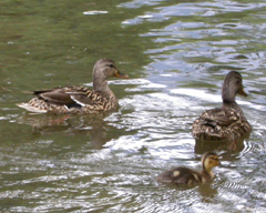 Merced River duck family: 