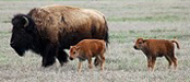 NPS 75 pixels 2 newborn bison: grassy plain with adult and two baby bison