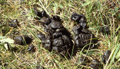 NPS elk scat 120 pxls: 