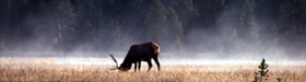 NPS photo bull elk grazing: 