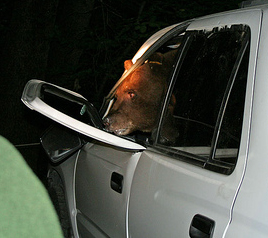 NPS photo by Tammy Evans bear exiting a SUV: bear exiting a SUV, the door was bent open by the bear