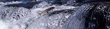 NPS photo cutthroat trout leaping: cutthroat trout leaping out of the water in a fast moving current