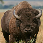 NPS photo of a bison by Dan Ng: bison looking towards the photographer