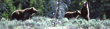 NPS photo three griz: 