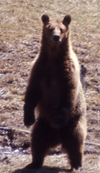 NPS standing grizzly: 