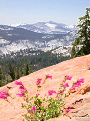 Penstemon in crack brush strokes accented edges: 