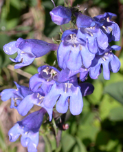 Penstemon in the Tetons: 