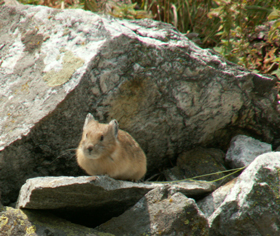 Pika on rock ledge at edge of talus slope: 