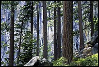 QT Luong lodgepole pines and cliff yose falls trail: 