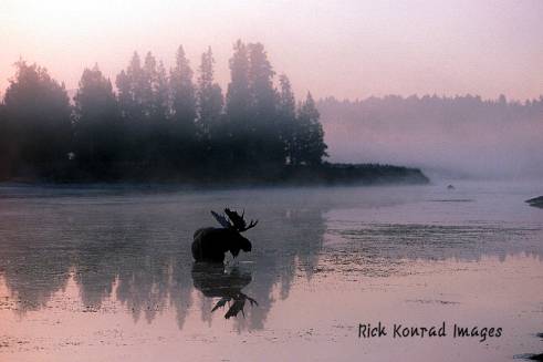 Rick Konrad Images bull moose reflection: Rick Konrad Images bull moose reflection in river Grand Teton park