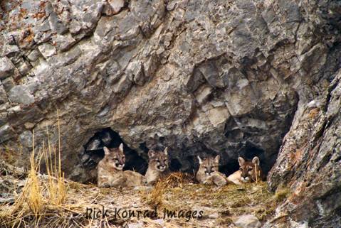 Rick Konrad Images mtn lions: Rick Konrad Images mountain lion family