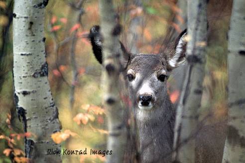Rick Konrad Images mule deer: Rick Konrad Images photo of mule deer peeking from behind aspens