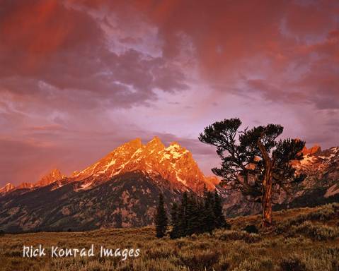 Rick Konrad photo Old Patriarch tree: Rick Konrad photo Tetons at sunset in background and Old Patriarch tree in foreground