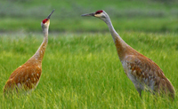 Sandhill cranes from public domain 200 pixels: 