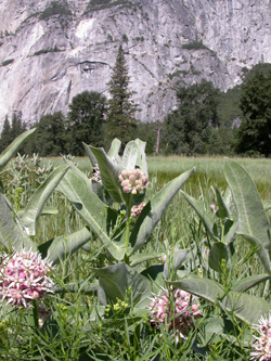 Showy Milkweed: 