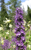 Silky Phacelia and Columbine: 