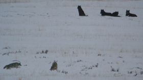 Lamar Valley Slough Creek Pack with coyotes in foreground Mark Ellwein: 
