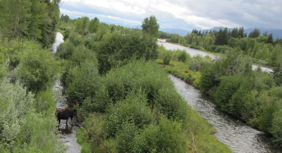 Snake river channels and bull moose: three river channels and one bull moose with rain clouds in background