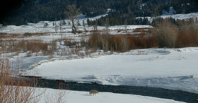 Soda Butte Creek with coyote walking creekside winter: 