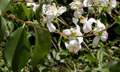 Syringa or mock orange: 