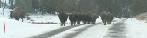 Yellowstone bison traffic jam winter: 