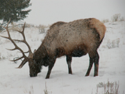 Yellowstone bull elk winter 2007: 