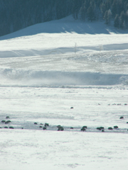 Yellowstone winter 2007 bison herd from a distance: 