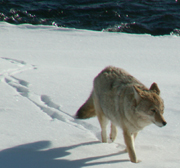 Yellowstone winter 2007 coyote walking in snow: 