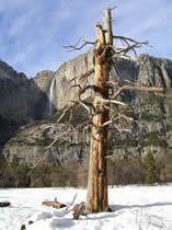 Yosemite Falls Jan 14 2004 NPS photo: 
