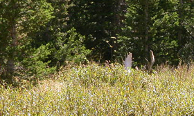 antlers of napping bull moose: 