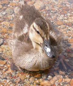 baby duck June 2004: 