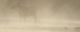 juvenile moose and ducks in mist tetons 2005: 