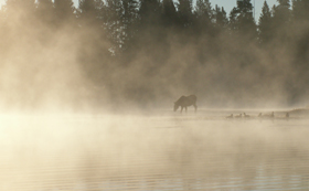 juvenile moose at a distance in the mist: 