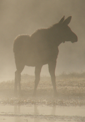 juvenile moose in mist: 