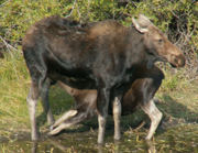 moose calf nursing Tetons 2006 180 pixels: 