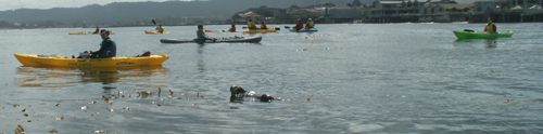 baby otter and kayakers 2006: 