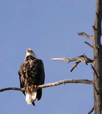 bald eagle Tetons as seen from kayak: 