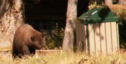 bear at Colter bay cabins looks into box at trash area: 