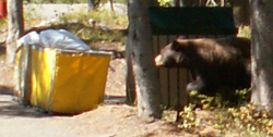 bear investigates trash area Colter Bay cabins: 