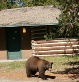 bearoutsidecabinatColterbay160ixels: black bear walking just outside a log cabin