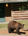 bearoutsidecabinatColterbay120 pixels: black bear standing outside of a cabin