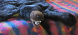 bear rug on bed in cabin: bear rug with big teeth showing