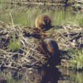 beaver climbing up dam: 